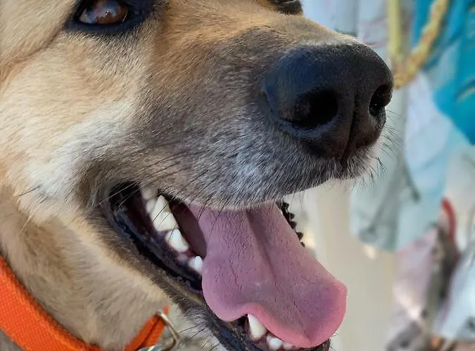 The Blue Door Lixouri