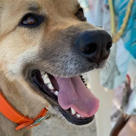 The Blue Door Lixouri